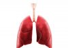 ‘Mini-lungs’ can provide important insights into how COVID-19 damages the lungs