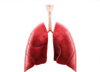 ‘Mini-lungs’ can provide important insights into how COVID-19 damages the lungs