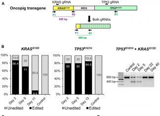 Oncotarget: Characterization of porcine hepatocellular carcinoma for liver cancer