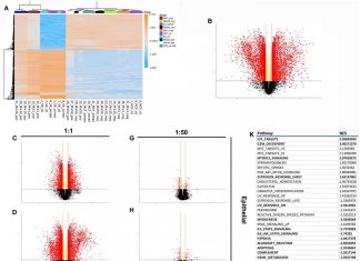 Oncotarget: Induction of phenotypic changes in HER2-postive breast cancer cells
