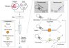 “One-Pot,” Fluorescence-Based COVID-19 Test is Quick and Easy
