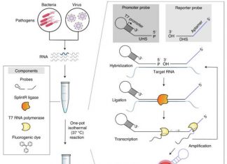 “One-Pot,” Fluorescence-Based COVID-19 Test is Quick and Easy