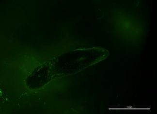 Planaria flatworms can be alternative screening tool to avoid rabbit skin testing
