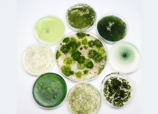Potential for medicine and biotechnology: Cyanobacteria – Innovation Origins