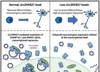 Circular RNA regulates neuronal differentiation by scaffolding an inhibitory transcription complex