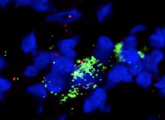 Giving the immune system a double boost against cancer