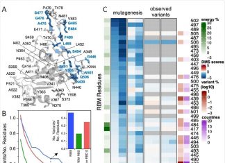 Immune-evading variants can emerge in SARS-CoV-2, researchers warn