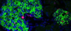 Insulin-Producing Beta-Cell Regeneration Driven by Circadian Clock, Controls Diabetes in Mice