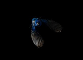 Migration and molt affect how birds change their colors