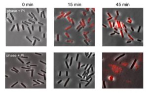 New Anti-Phage Defense Strategy Found in Old Bacterial Structures