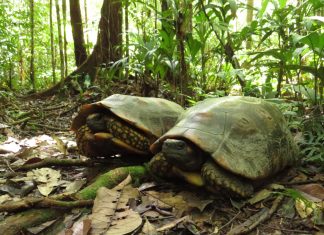 People in developing countries eat less bushmeat as they migrate from rural to urban areas