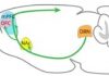 Study Unveils Specific Areas of the Brain That Modulate Patience through the Action of Serotonin