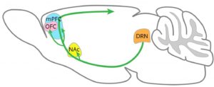 Study Unveils Specific Areas of the Brain That Modulate Patience through the Action of Serotonin