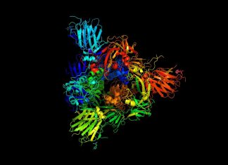 Vibrations of coronavirus proteins may play a role in infection
