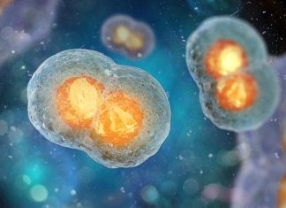 WPI researchers awarded NIH funding to develop computational models for human cell division
