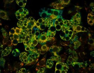 Antibacterial Drug Alters MicroRNA Production to Boost Thermogenesis, Reduce Weight Gain in Mice