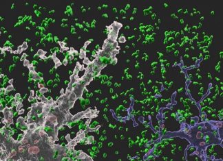 Astrocytes eat connections to maintain plasticity in adult brains