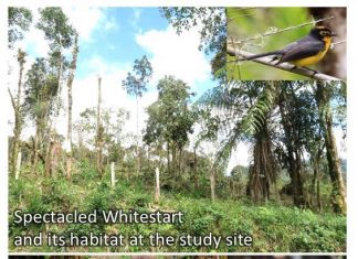 Human-made landscape promotes coexistence of two normally separated Andean warblers