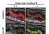 Light flips genetic switch in bacteria inside transparent worms