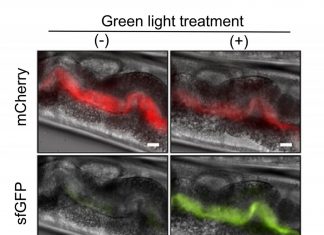 Light flips genetic switch in bacteria inside transparent worms