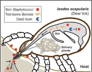 Lyme Disease Tick’s Acquisition of Ancient Antibiotic Gene Protects Them against Human Skin Bacteria