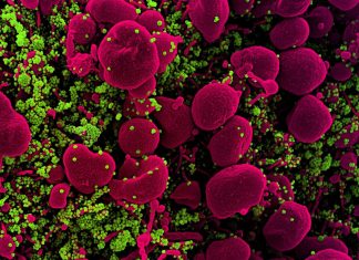 New virtual screening strategy identifies existing drug that inhibits Covid-19 virus