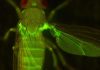 Protein tells developing cells to stick together