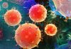 Researchers identify key gene necessary for cells to consume and destroy viruses