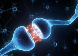 Researchers identify new mechanism through which plants can regulate gene expression