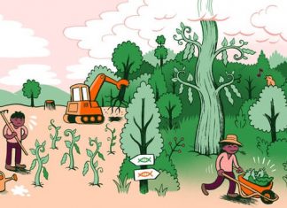 Why grow GMOs? A farmer explains 4 environmental benefits of crop biotechnology – Genetic Literacy Project