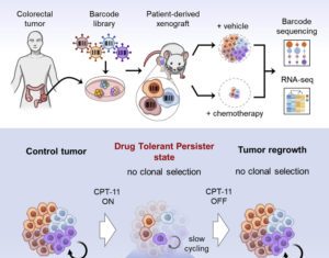Cancer Cells Can Hibernate En Masse to Survive Chemotherapy