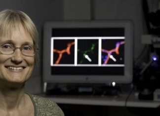 Hormonal Coupling Identified That Incites Inflammatory Rage and Ages the Brain