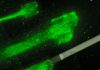 Mathematical Model Captures Relationship between Speed and Surface in Cell Movement