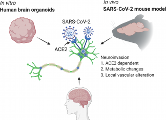 Mechanisms Underlying SARS-CoV-2 Neuroinvasion Discovered