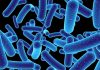 MSU researchers show how microbes could soak up toxic pollutants