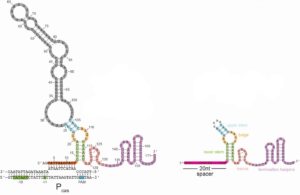 Natural CRISPR’s Safety Feature Could Become Genetic Dimmer Switch