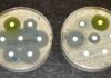 New Antimicrobial Streptomyces Species Discovered in Ancient Irish Soil