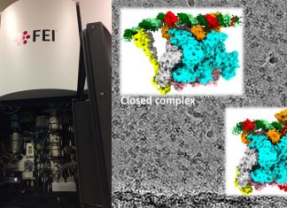 Regulating the ribosomal RNA production line
