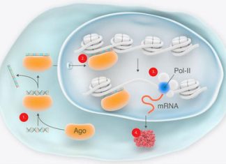 Servier and MiNA Therapeutics sign €220m deal – European Biotechnology News
