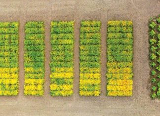 Sowing the Seeds of Agricultural Biotechnology – Genetic Engineering & Biotechnology News