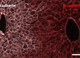 Transcriptomics Reveals Liver Genes and Circadian Clock Crosstalk in Time and Space