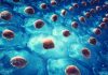 UCSF researchers discover a new way to control immune system’s ‘natural killer’ cells