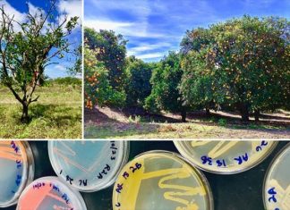 Understanding disease-induced microbial shifts may reveal new crop management strategies