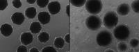 Archaic Allele Alteration Spells Functional Consequences for our Species’ Evolution