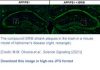 Experimental Compound Revives Memory in Alzheimer’s Disease Mice