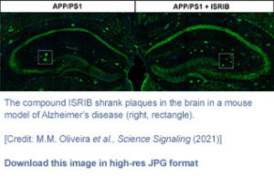Experimental Compound Revives Memory in Alzheimer’s Disease Mice