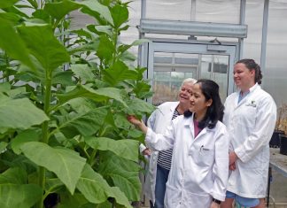 Finding the best targets to improve crop yield by following CO2 journey inside the leaf
