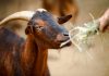 How Goat Poop Illuminates the Future of Biotechnology – Modern Farmer