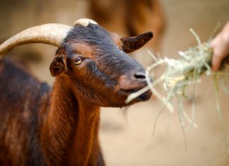 How Goat Poop Illuminates the Future of Biotechnology – Modern Farmer