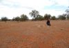 Kangaroo overgrazing could be jeopardising land conservation, study finds